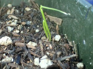 Allium haematochiton Shoot